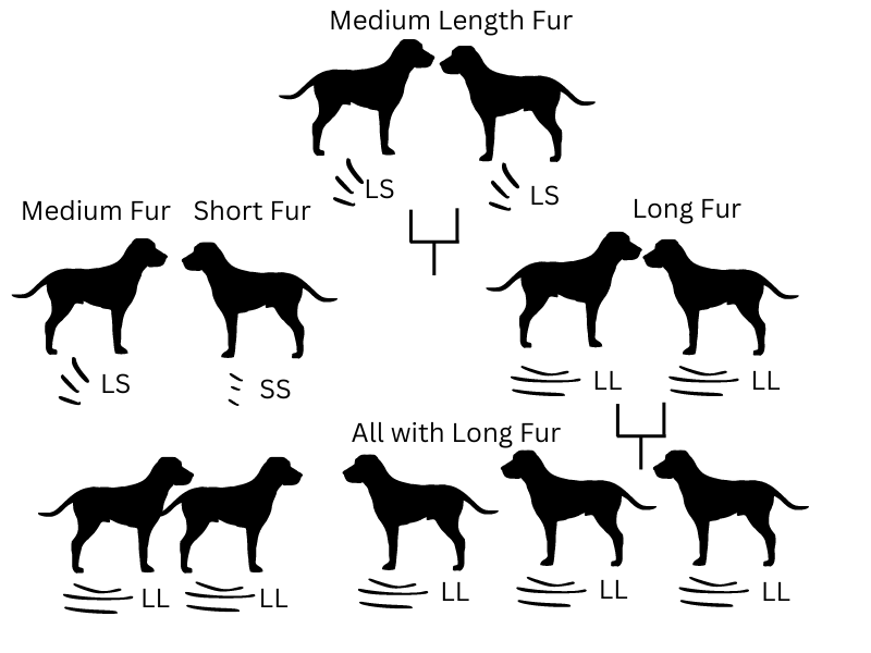 Dog fur length illustration